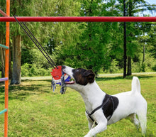 Load image into Gallery viewer, Dog Toy Bite-resistant Molar Golden Hair Training Interactive
