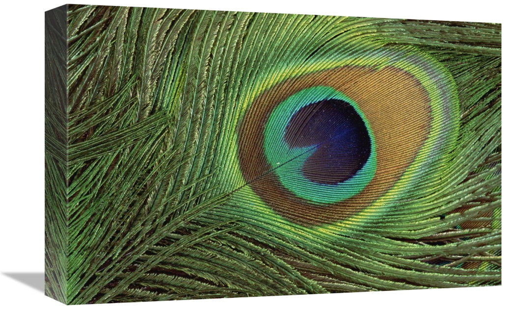 Global Gallery GCS-395757-1218-142 12 x 18 in. Indian Peafowl Display