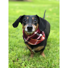 Load image into Gallery viewer, Spice Latte - Dog Scarf
